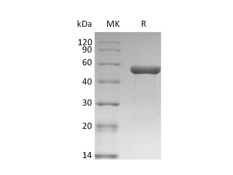 Recombinant Human IL-1a (C-Fc)