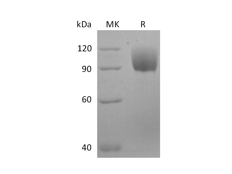 Recombinant Human FGFR2IIIc (C-Fc)