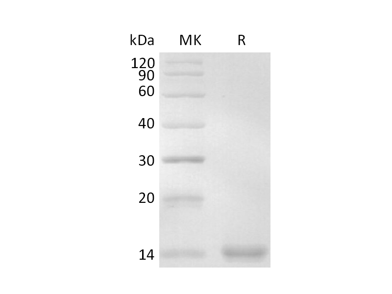 Recombinant Human Ig kappa (C-6His)