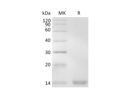 Recombinant Human Ig kappa (C-6His)