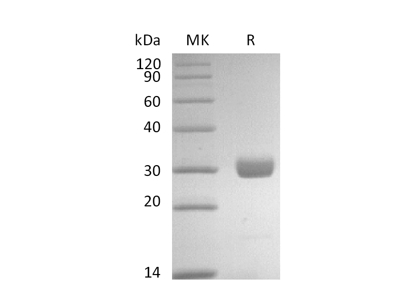Recombinant Human BTN3A1 (C-6His)