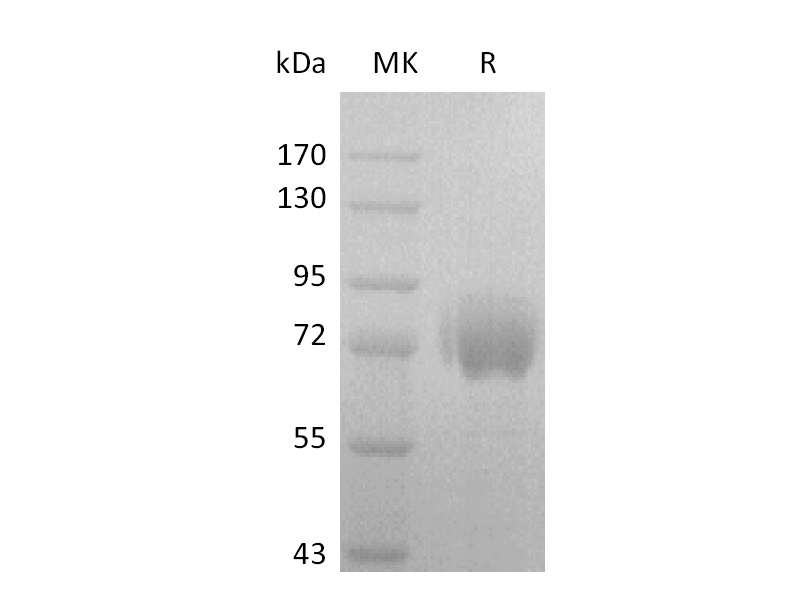 Recombinant Human FGFR2 alpha (IIIc) (C-Fc)