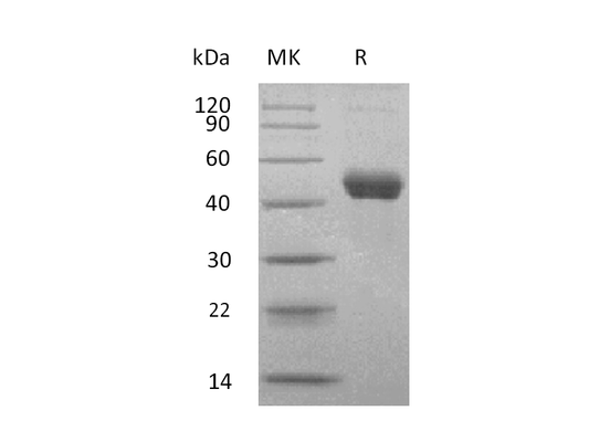 Recombinant Human ERMAP (C-Fc)