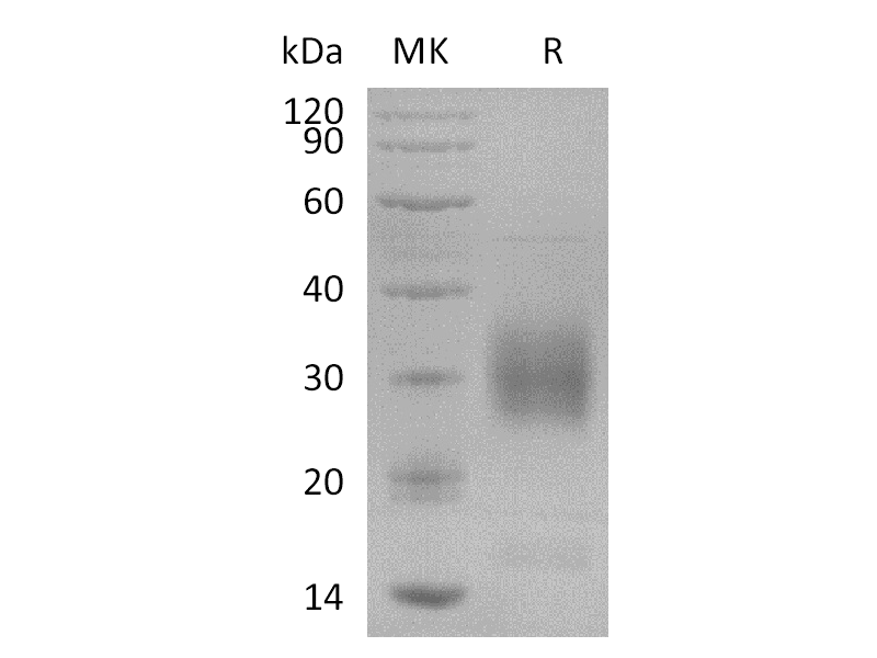 Recombinant Human NKp80 (N-6His)