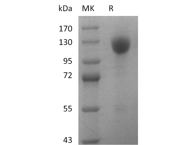 Recombinant Human Wnt3a V2