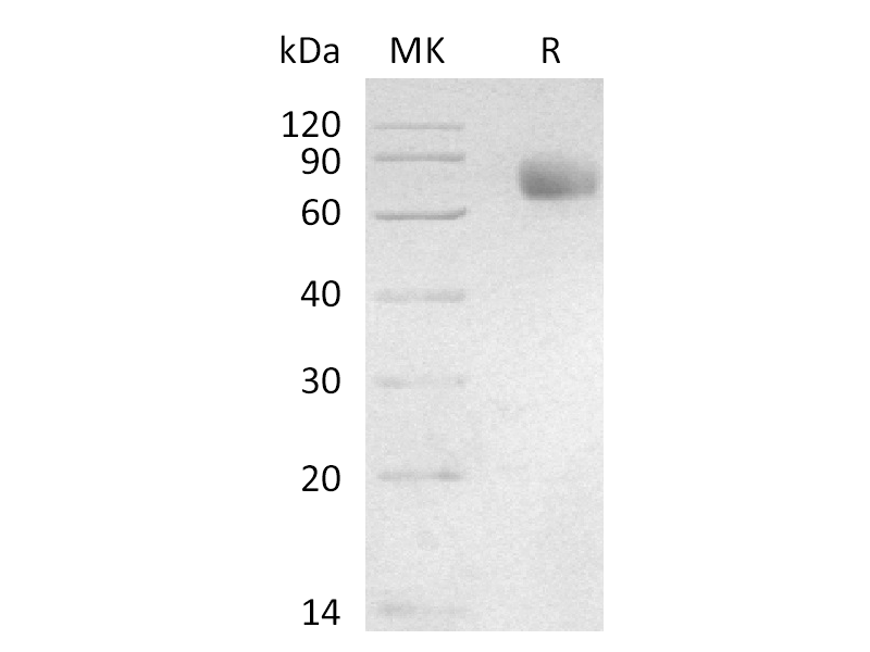 Recombinant Human Siglec-3 (C-mFc)