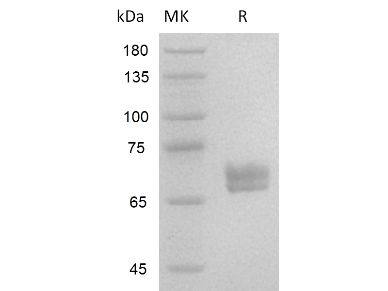 Recombinant Human Wnt3a V3
