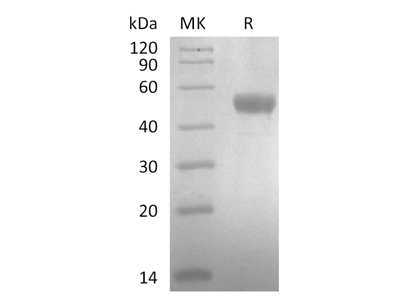 Recombinant Human TSLP (C-Fc)
