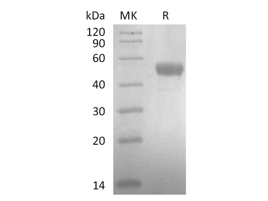 Recombinant Human TSLP (C-Fc)
