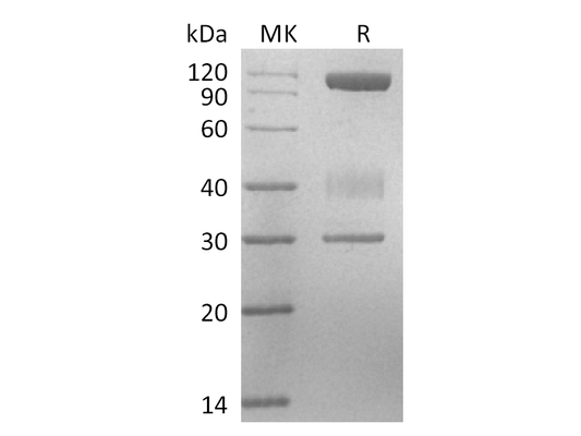 Recombinant Human Laminin521 E8 Protein