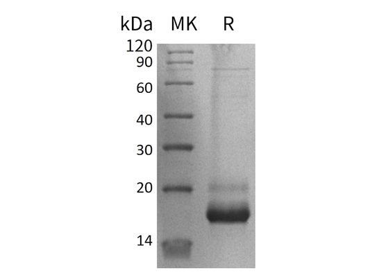 Recombinant Human BMP-7