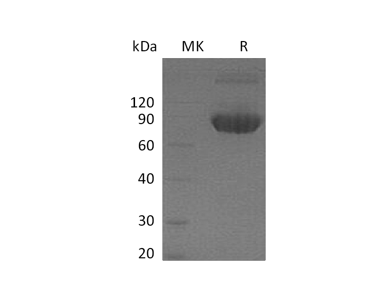 Recombinant Mouse B7-1 (C-Fc)