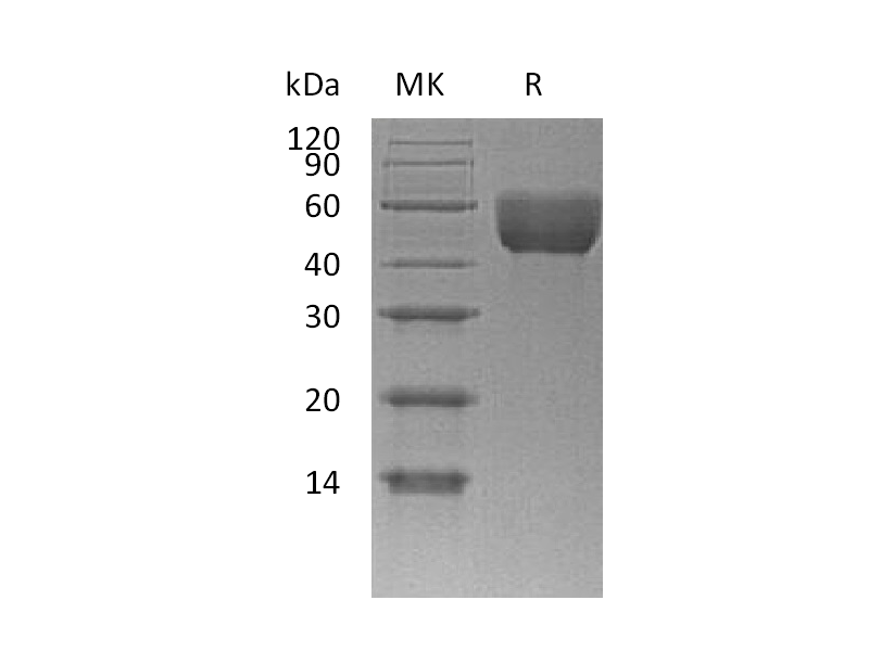 Recombinant Mouse CD147 (C-6His)