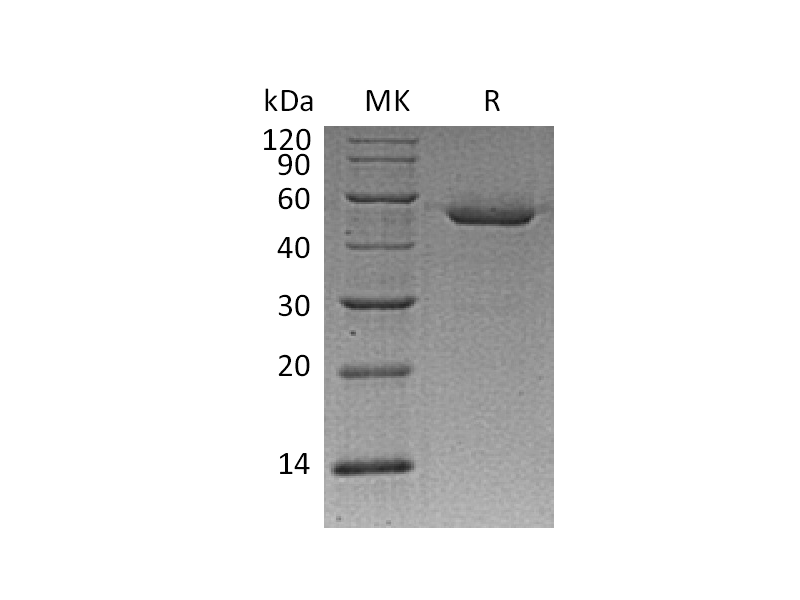 Recombinant Mouse CSTD (C-6His)