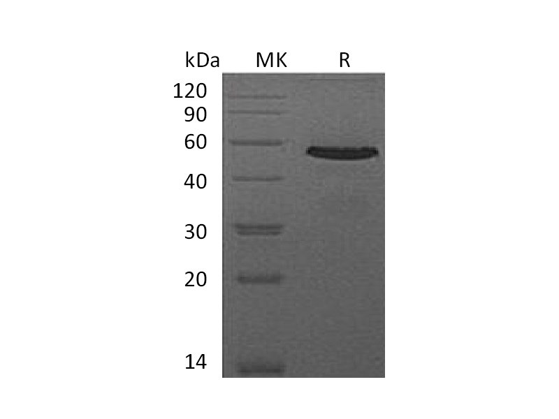 Recombinant Mouse CD40 (C-Fc)