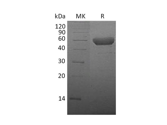 Recombinant Mouse CTLA-4 (C-Fc)