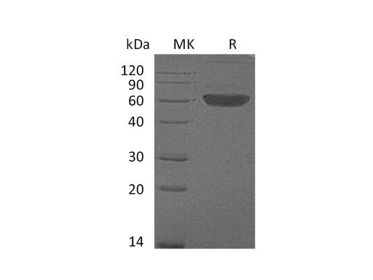 Recombinant Mouse FLT3LG (C-Fc)