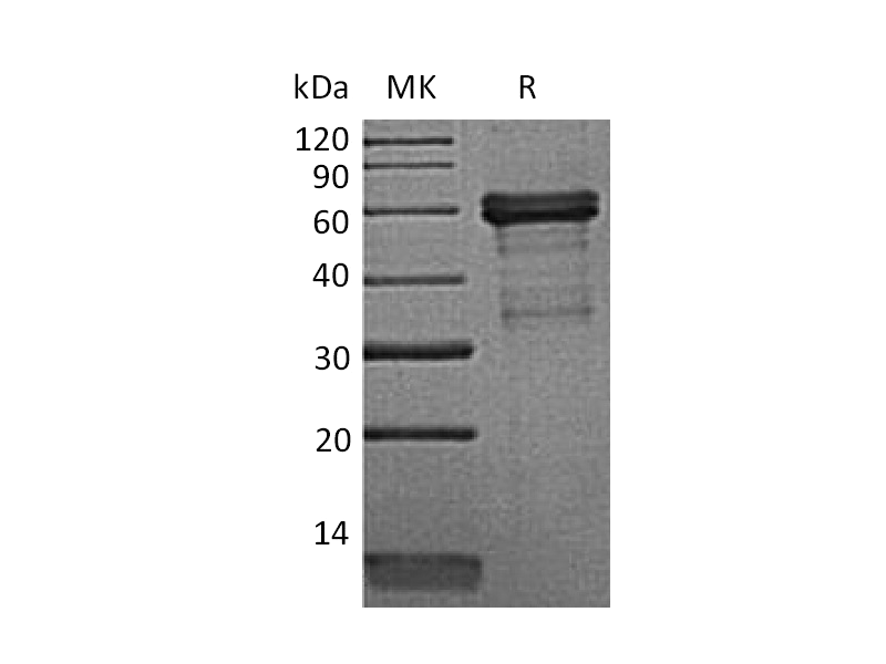 Recombinant Mouse HVEM (C-Fc)