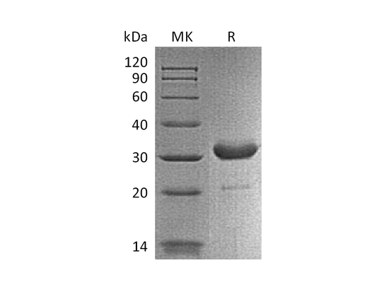 Recombinant Mouse IgG2b Fc