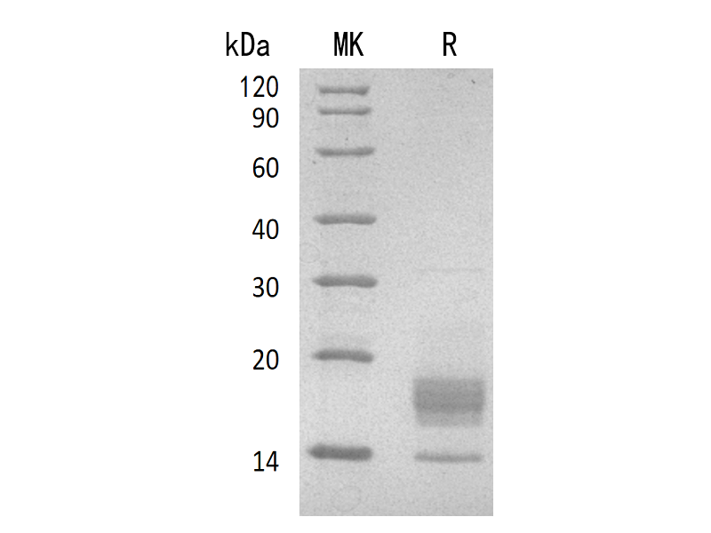 Recombinant Mouse IFN gamma