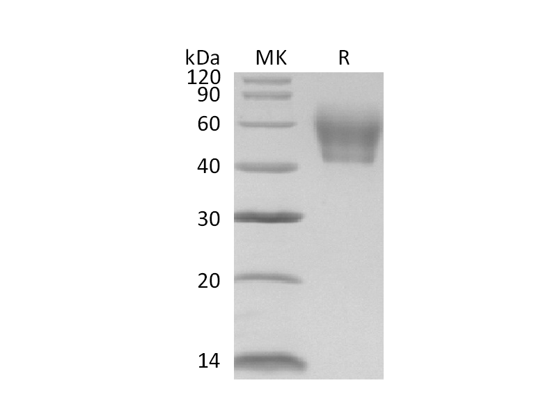 Recombinant Mouse IL-1R2 (C-6His)