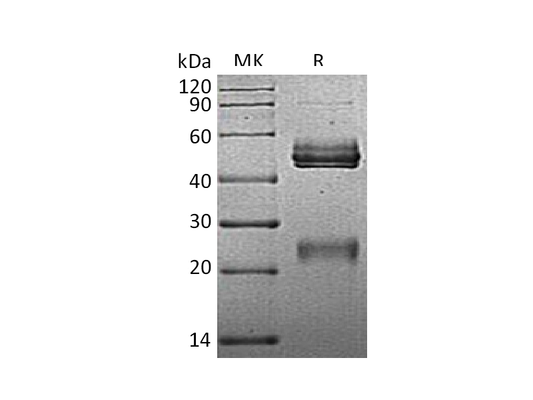 Recombinant Mouse IL-12