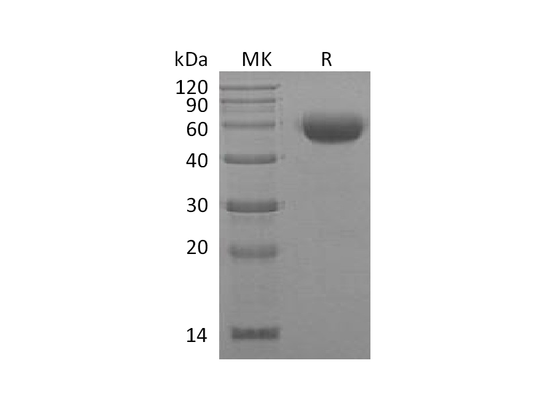 Recombinant Mouse IL-22 (C-mFc)