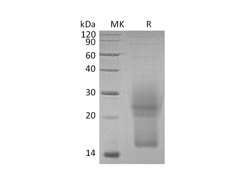 Recombinant Mouse IL-3 (C-6His)