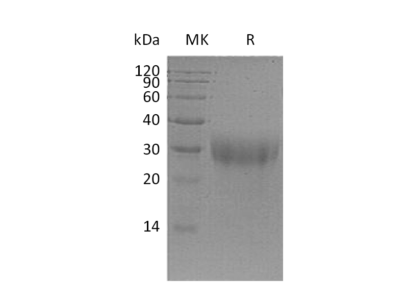 Recombinant Mouse PLGF (C-6His)
