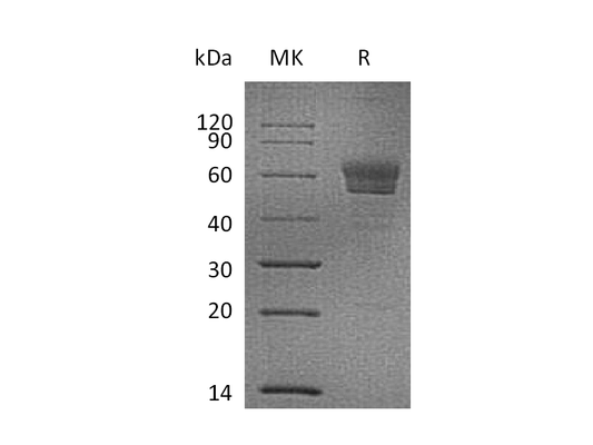 Recombinant Mouse Podoplanin (C-Fc)