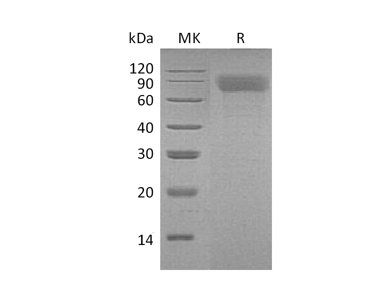 Recombinant Mouse TPO (N-6His)