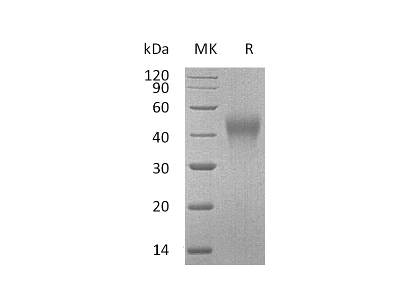 Recombinant Mouse TIM-3 (C-6His)