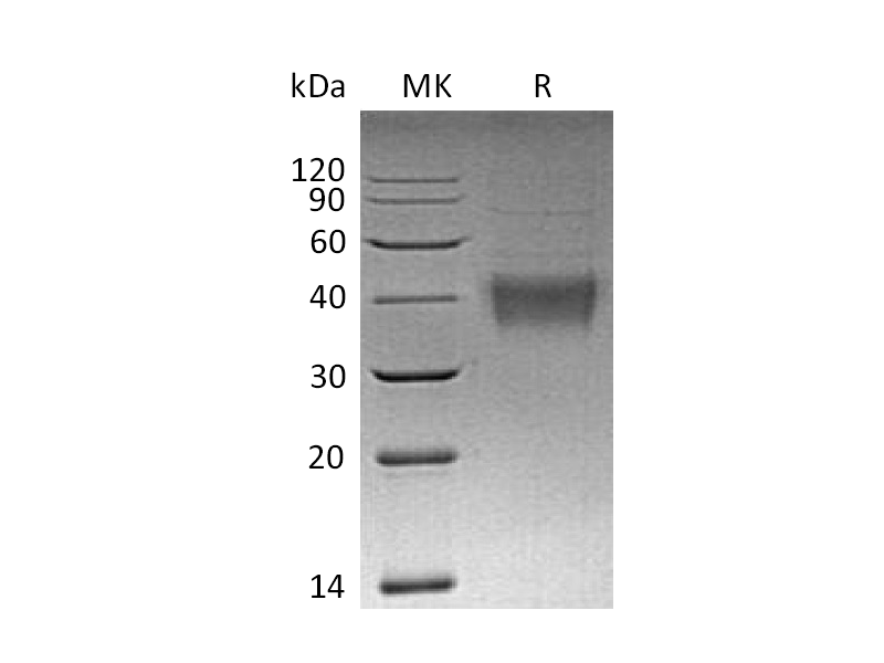 Recombinant Mouse 4-1BBL (N-10His)