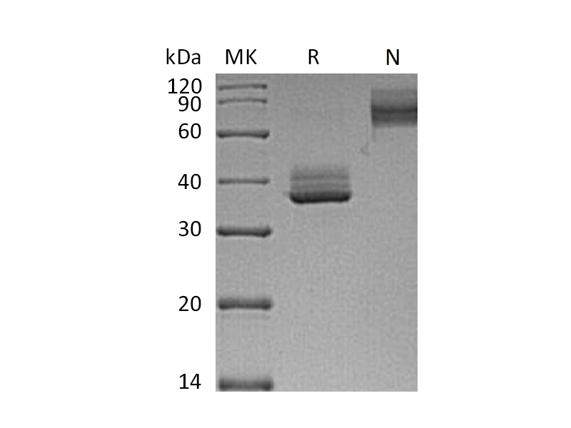 Recombinant Mouse BCMA (C-Fc)