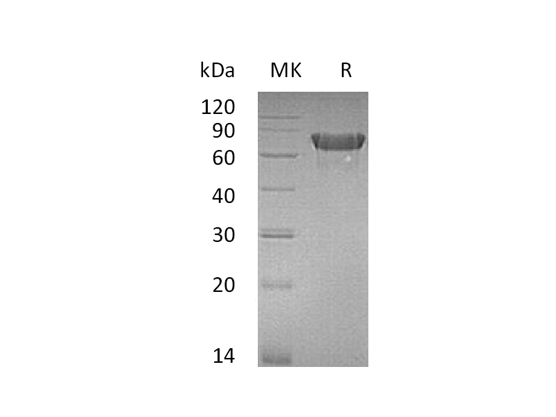 Recombinant Mouse OX40 (C-Fc)