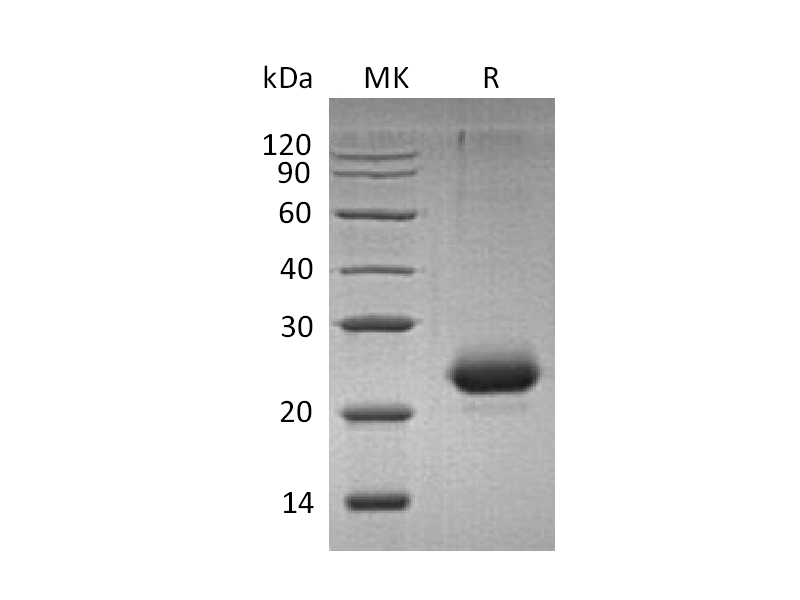 Recombinant Mouse CD40 (C-6His)