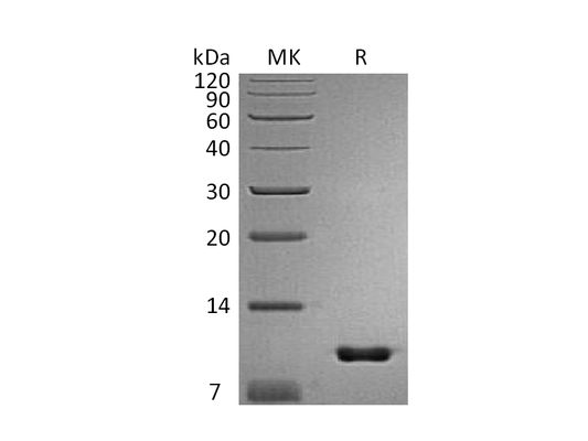 Recombinant Mouse Uteroglobin (C-6His)