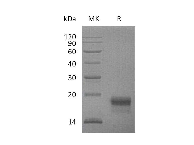 Recombinant Mouse VEGF-D (C-6His)