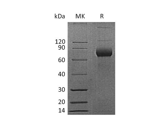 Recombinant Mouse CD38 (C-Fc)