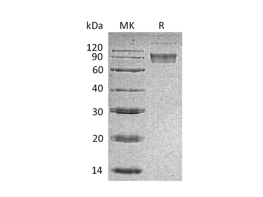 Recombinant Mouse B7-H4 (C-Fc)