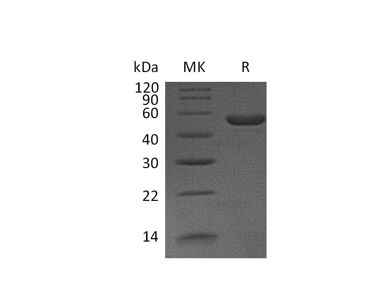 Recombinant Mouse IL-11 (C-Fc)