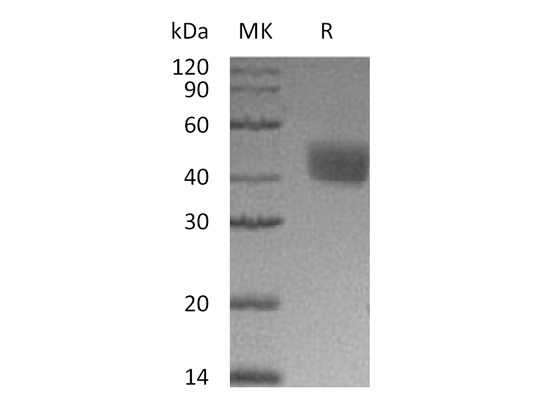 Recombinant Mouse Mesothelin (C-6His)