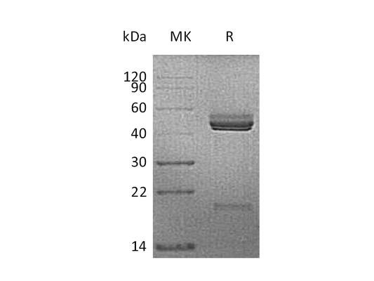Recombinant Mouse IL-23 (C-6His)