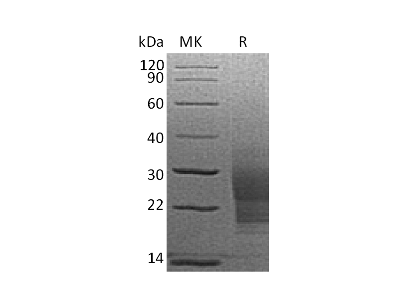 Recombinant Mouse SCF (C-6His)