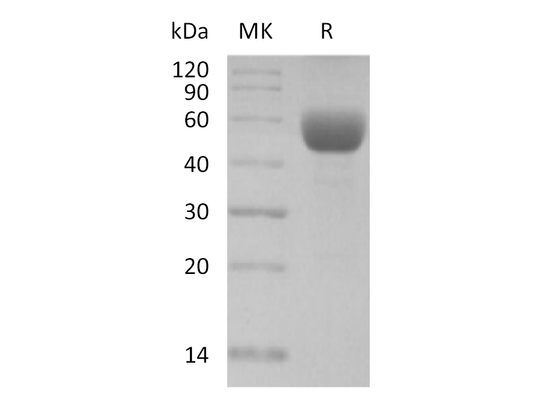 Recombinant Mouse CD79B (C-Fc)