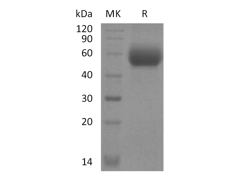 Recombinant Mouse IL-1RL2 (C-6His)