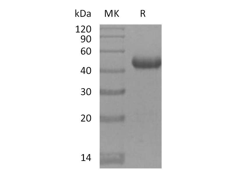 Recombinant Mouse BAFFR (C-Fc)