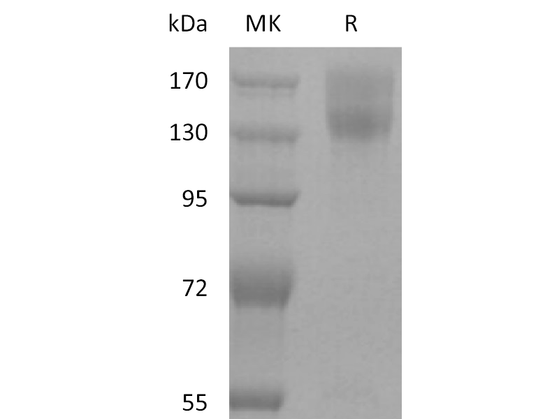 Recombinant Mouse LEPR (C-mFc)