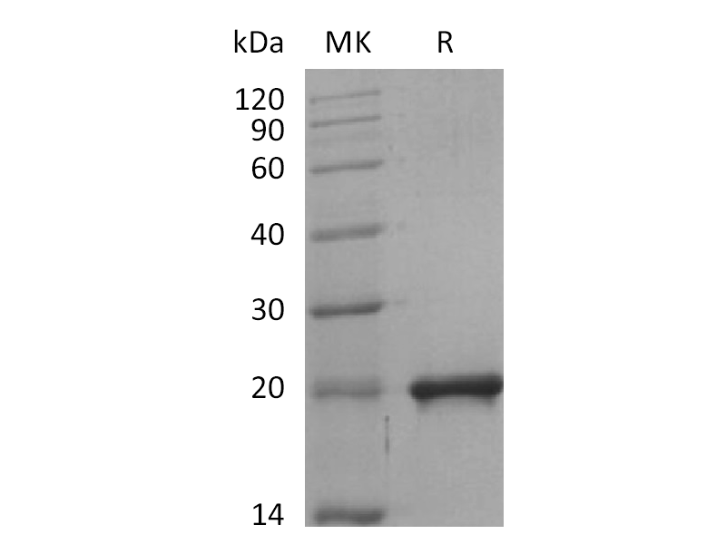 Recombinant Mouse SHH (C-6His)