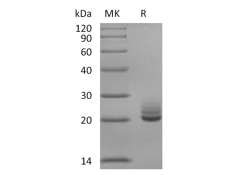 Recombinant Mouse FGF-21 (C-6His)